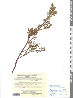 VOR 0004656