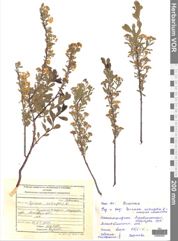VOR 0004657