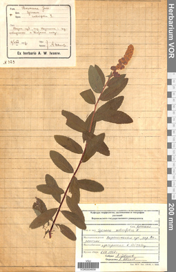 VOR 0004658