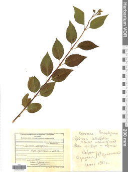 VOR 0004659