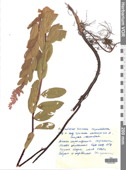 VOR 0004661