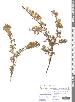 VOR 0004663