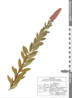 VOR 0004666