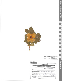VOR 0006246