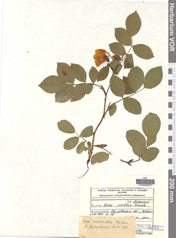 VOR 0006257