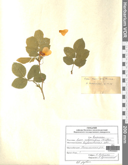 VOR 0006261