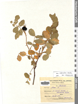 VOR 0006266