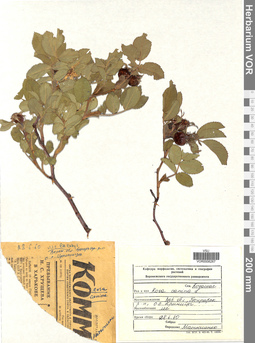 VOR 0006267