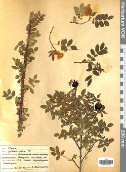 VOR 0006253
