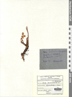 VOR 0006258