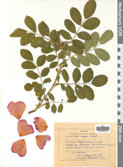 VOR 0006168