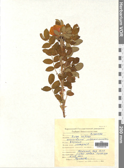 VOR 0006169