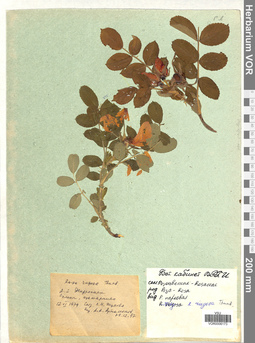 VOR 0006173