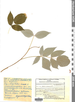 VOR 0004866