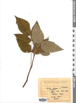 VOR 0004867