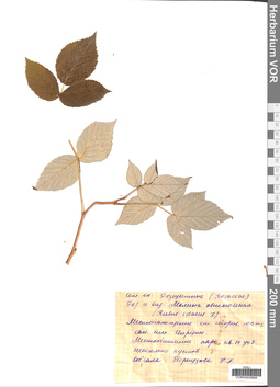 VOR 0004868