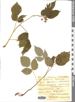 VOR 0004869