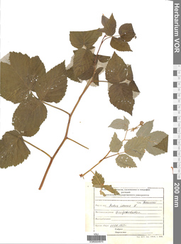 VOR 0004870