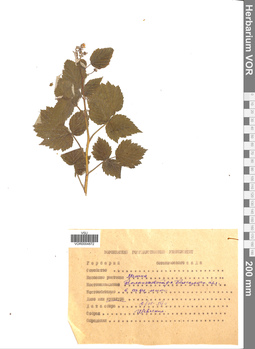 VOR 0004872