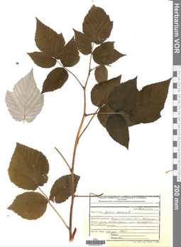 VOR 0004875