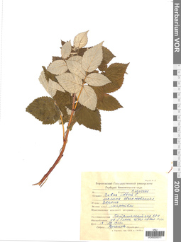 VOR 0005011