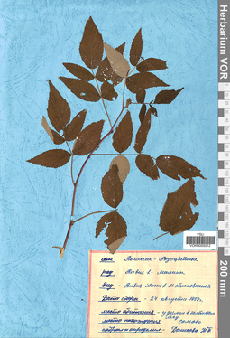 VOR 0005012