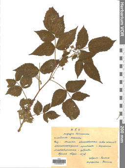 VOR 0005013