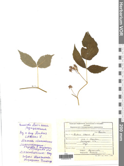 VOR 0005016