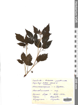 VOR 0005017