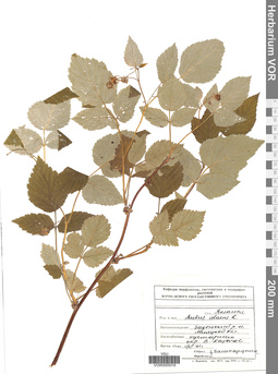 VOR 0005018