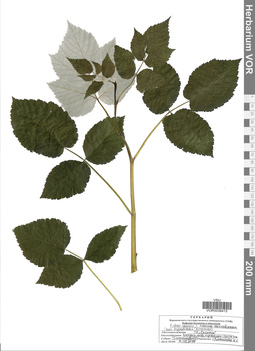 VOR 0039415