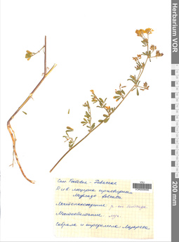 VOR 0009495
