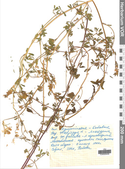 VOR 0009496