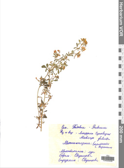 VOR 0009499
