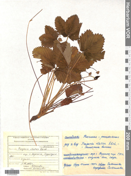 VOR 0004925