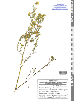 VOR 0039563