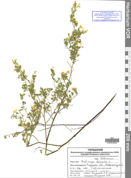 VOR 0039564