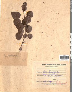 VOR 0004774