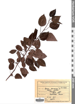 VOR 0004777