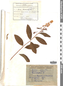 VOR 0004670