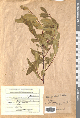 VOR 0006361