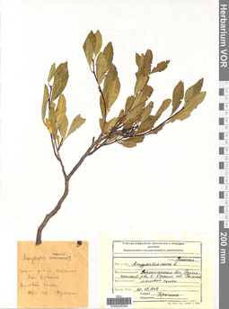 VOR 0006363