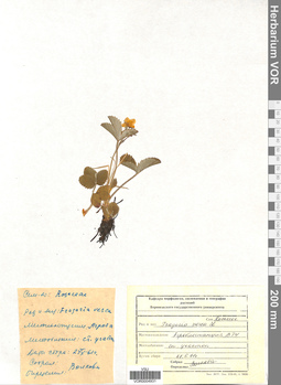 VOR 0004931