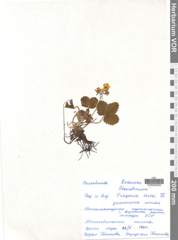 VOR 0004932