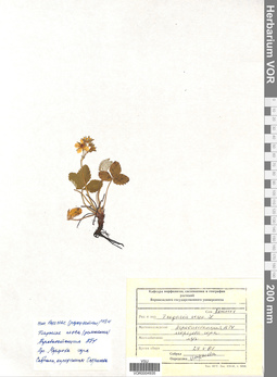 VOR 0004935