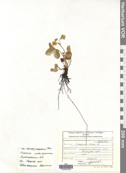 VOR 0004936