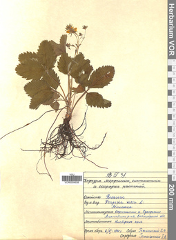 VOR 0004938