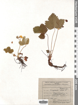 VOR 0004939