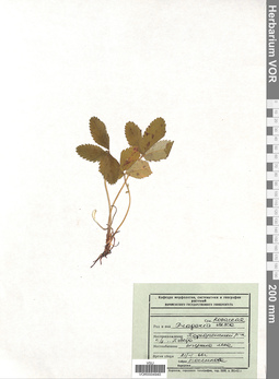 VOR 0004940