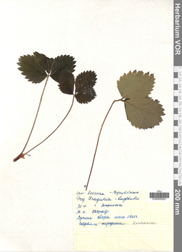 VOR 0005021